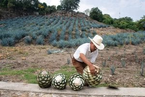 yoga retreat in oaxaca mexico